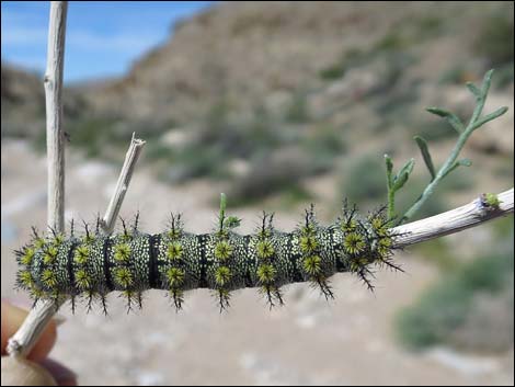 Tricolor buckmoth (Hemileuca tricolor)