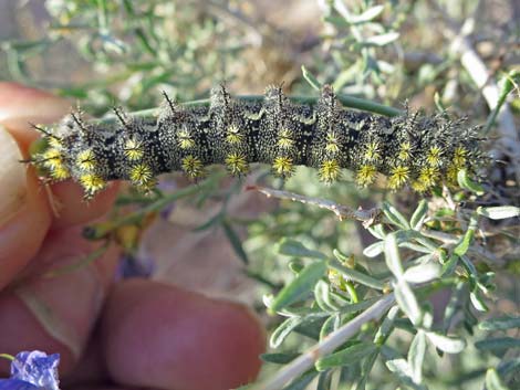 Tricolor Buckmoth (Hemileuca tricolor)