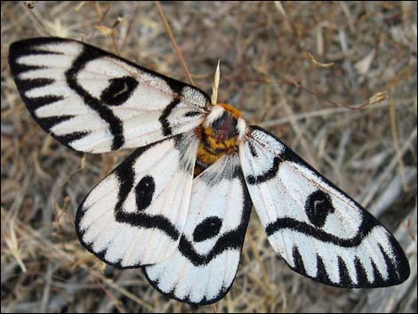 Saturniidae