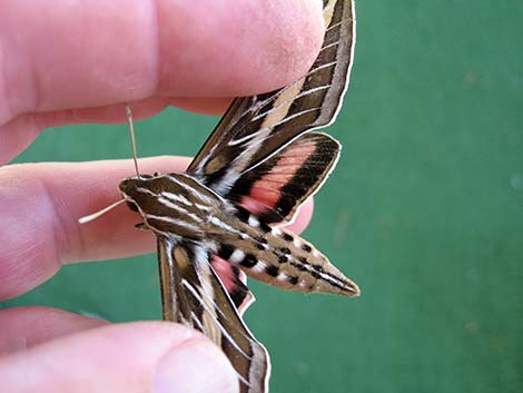 Sphingidae