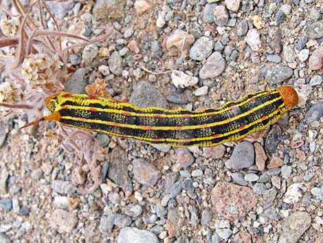 White-lined Sphinx Moth (Hyles lineata)