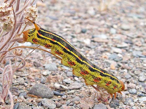 White-lined Sphinx Moth (Hyles lineata)