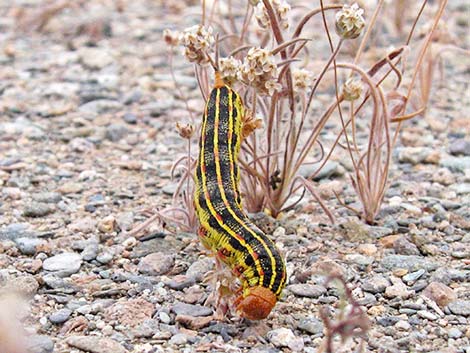 White-lined Sphinx Moth (Hyles lineata)