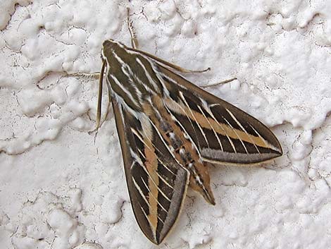 White-lined Sphinx Moth (Hyles lineata)