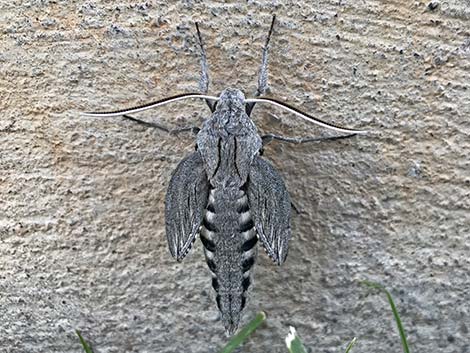 White-lined Sphinx Moth (Hyles lineata)