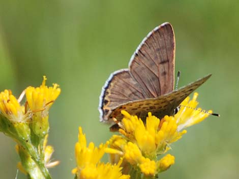 Ruddy Copper (Lycaena rubidus)