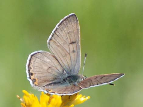 Ruddy Copper (Lycaena rubidus)