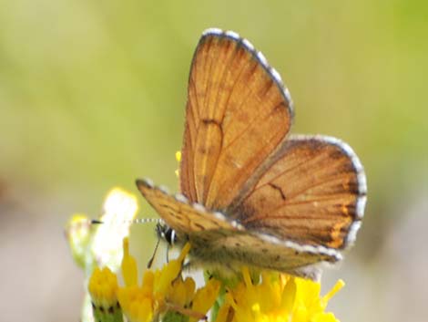 Ruddy Copper (Lycaena rubidus)