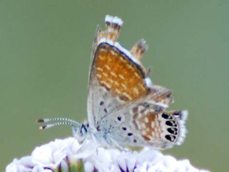 Western Pygmy-Blue (Brephidium exilis)