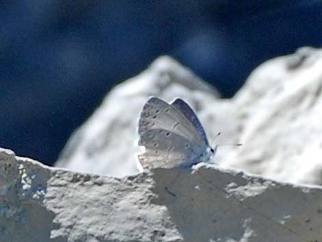 Spring Azure (Celastrina ladon cinerea)