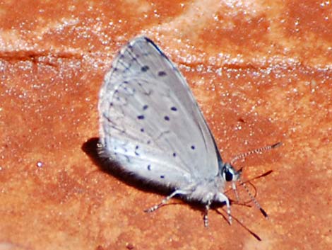 Spring Azure (Celastrina spp.)