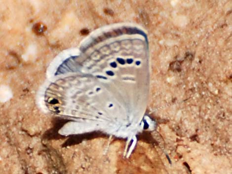 Reakirt's Blue (Echinargus isola)