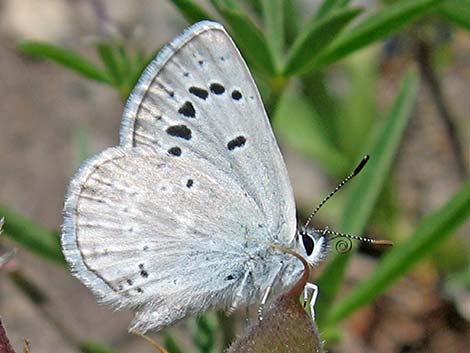 Spring Mountains Icarioides Blue (Icaricia icarioides austinorum)