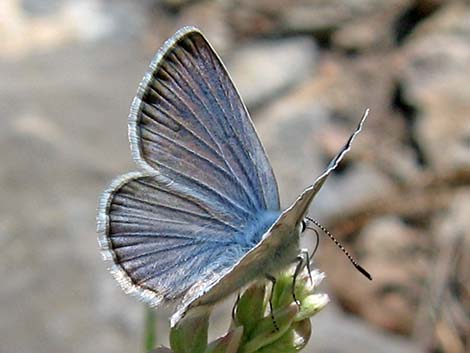 Spring Mountains Icarioides Blue (Icaricia icarioides austinorum)