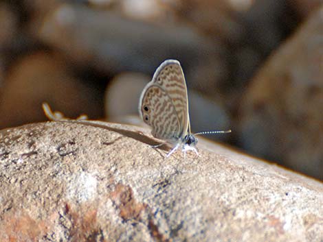 Marine Blue (Leptotes marina)