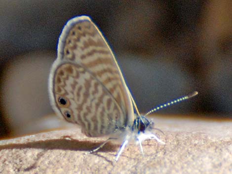 Marine Blue (Leptotes marina)