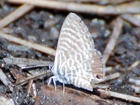 Marine Blue (Leptotes marina)