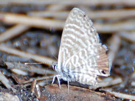 Marine Blue (Leptotes marina)