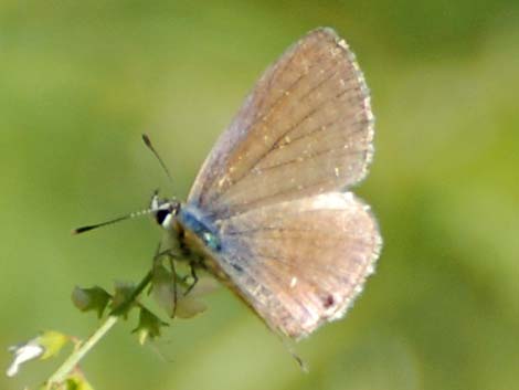 Marine Blue (Leptotes marina)