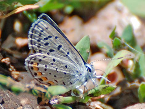 Lupine Blue (Plebejus lupini)