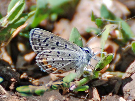 Lupine Blue (Plebejus lupini)