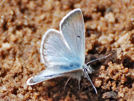 Shasta Blue (Plebejus shasta)