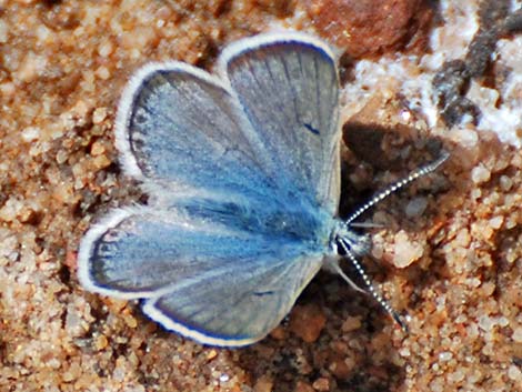 Shasta Blue (Plebejus shasta)