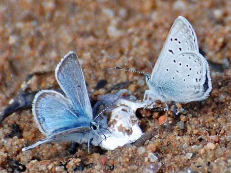 Shasta Blue (Plebejus shasta)