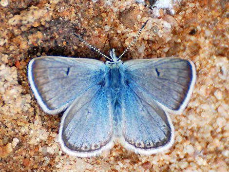 Shasta Blue (Plebejus shasta)