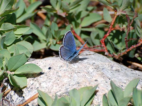 Blues (Polyommatinae)