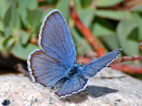 Blues (Polyommatinae)