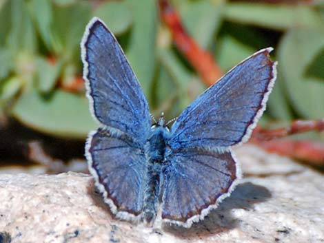 Blues (Polyommatinae)