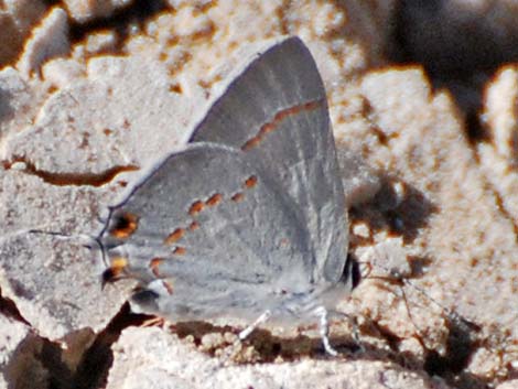 Gray Hairstreak Butterfly (Strymon melinus)