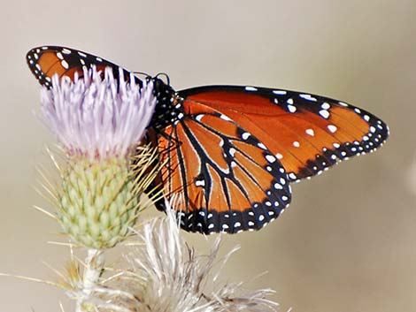 Queen Butterfly (Danaus gilippus)