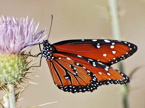 Queen Butterfly (Danaus gilippus)