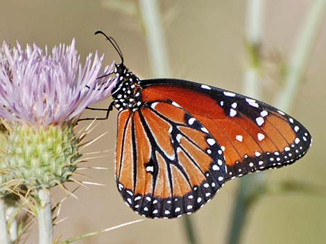 Queen Butterfly (Danaus gilippus)