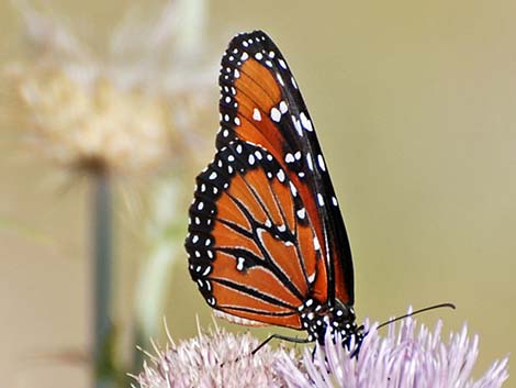 Queen Butterfly (Danaus gilippus)