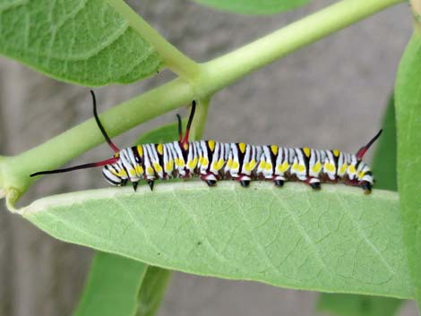 Queen Butterfly (Danaus gilippus)