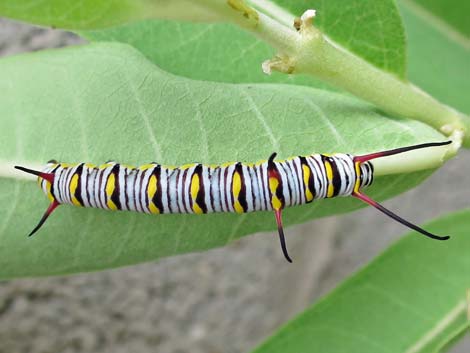 Queen Butterfly (Danaus gilippus)