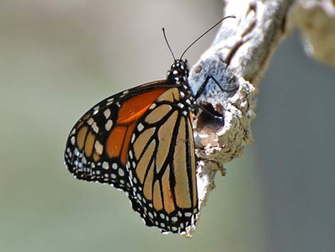 Monarch Butterfly (Danaus plexippus)