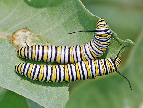 Monarch Butterfly (Danaus plexippus)