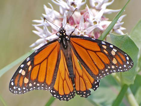 Monarch Butterfly (Danaus plexippus)