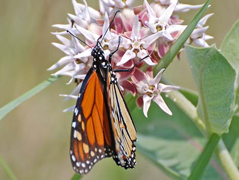 Monarch Butterfly (Danaus plexippus)