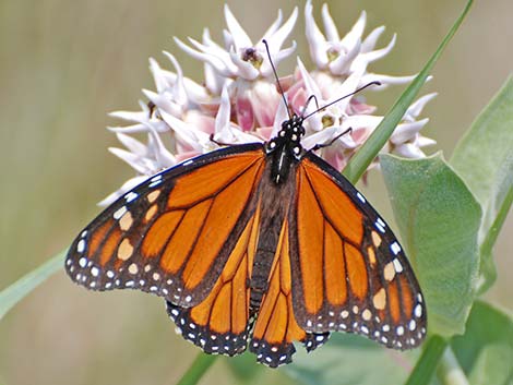 Monarch Butterfly (Danaus plexippus)