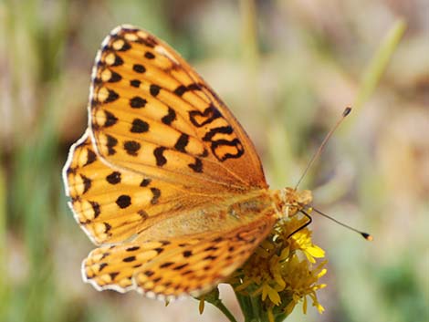 Greater Fritillaries (Speyeria spp.)