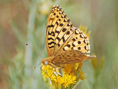 Zerene Fritillary (Speyeria zerene)