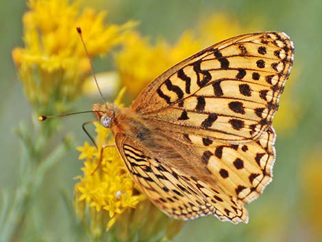 Zerene Fritillary (Speyeria zerene)