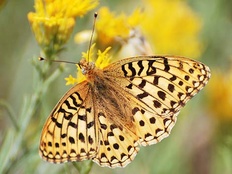 Zerene Fritillary (Speyeria zerene)