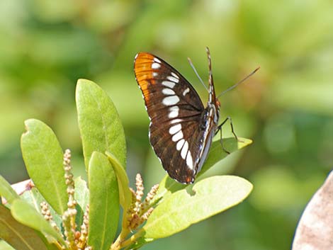 Lorquin's Admirals (Limenitis lorquini)