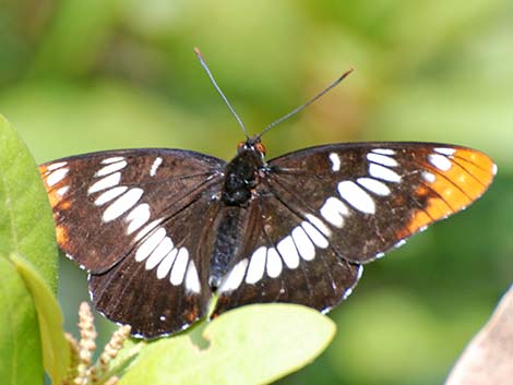 Lorquin's Admirals (Limenitis lorquini)